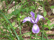Forest Iris in Redwoods National Park Entrance